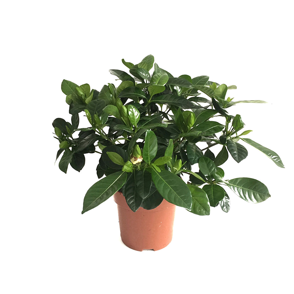 Gardenia Jasminoides (Gardenya Çiçeği)