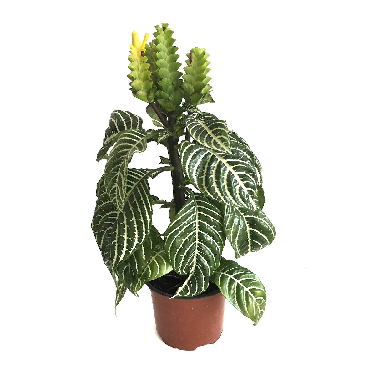 Aphelandra Squarrosa (Zebra Çiçeği)