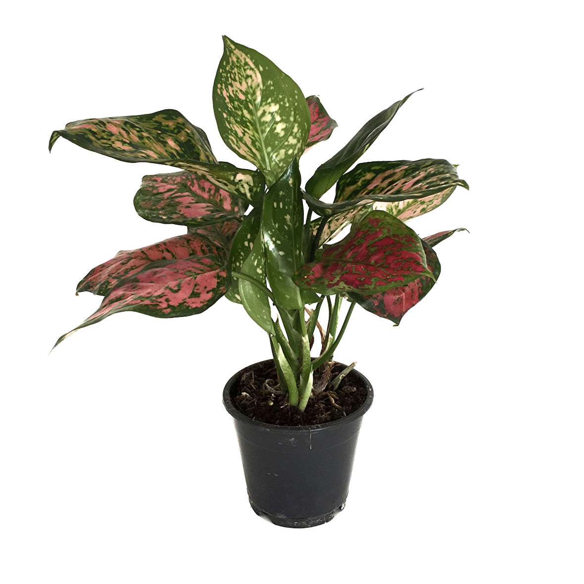 Aglaonema 'Dud Unyamanee' (Çin Herdemyeşili)