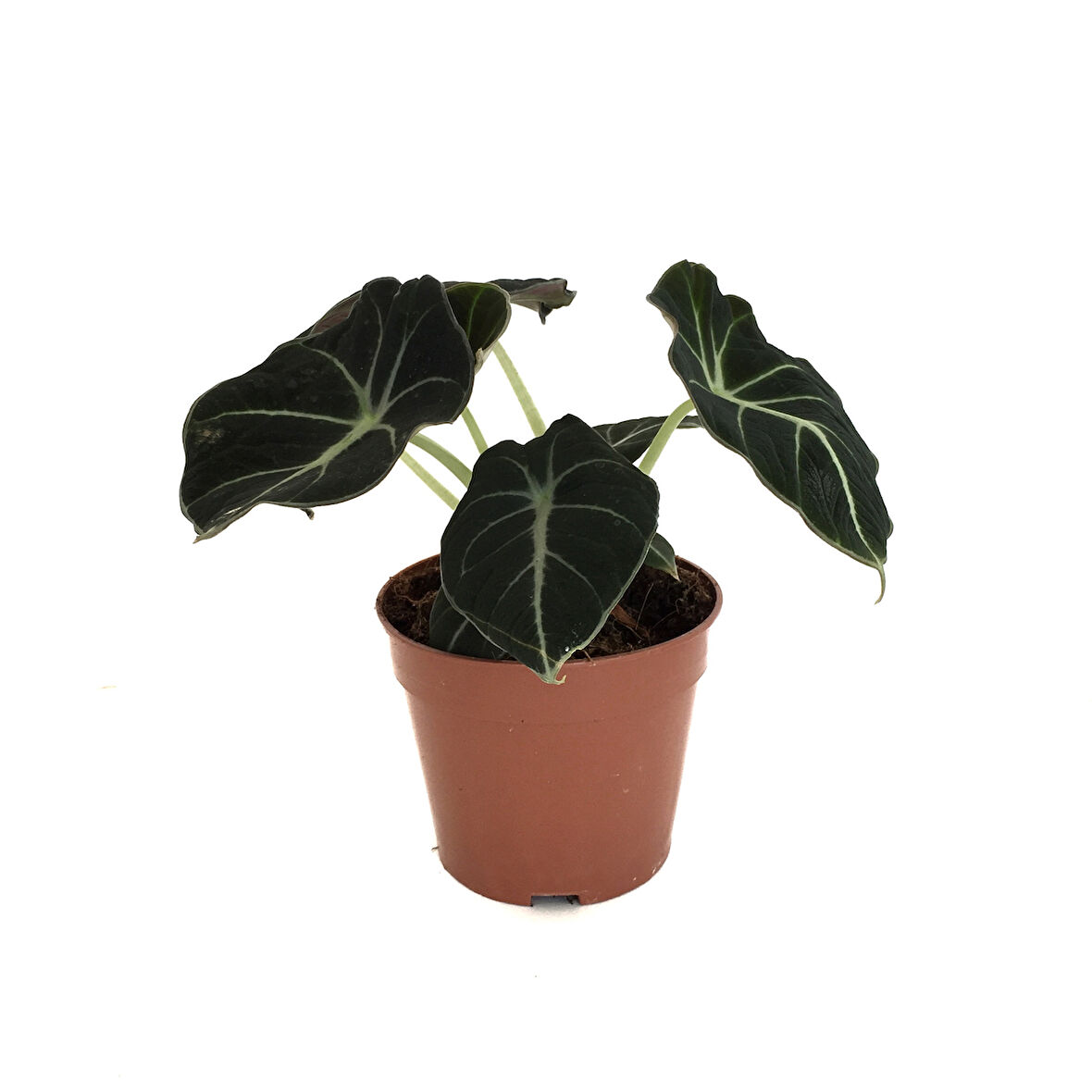Alocasia Reginula 'Black Velvet' (Fil Kulağı)