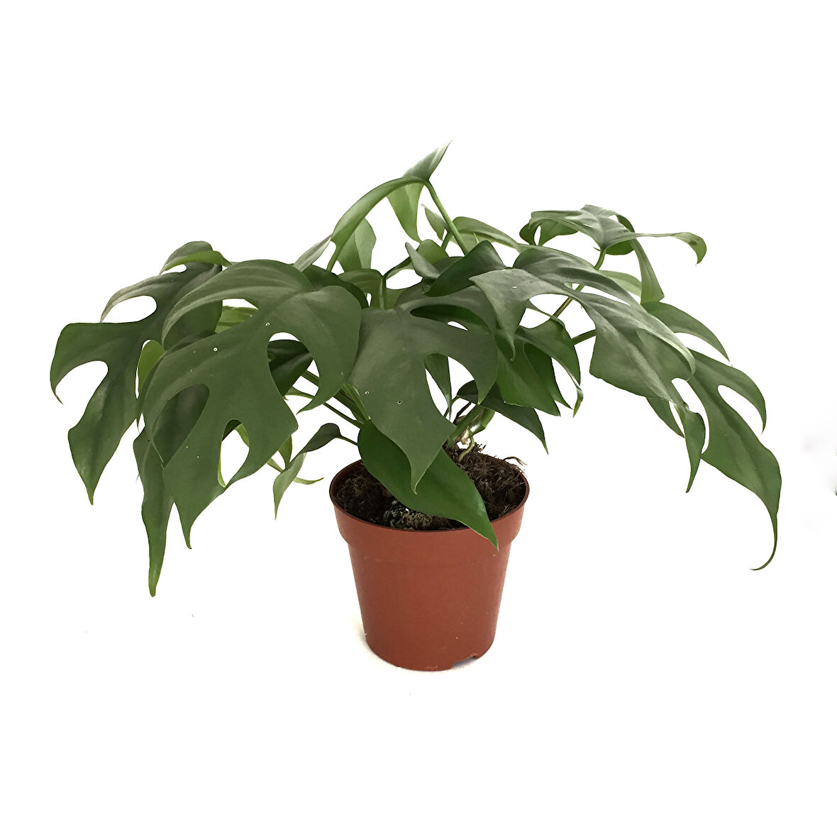 Monstera Minima (Deve Tabanı)