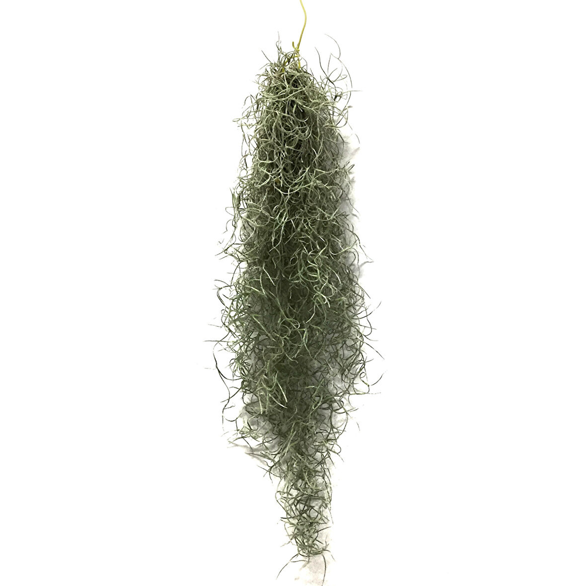 Tillandsia Usneoides (Hava Bitkisi)