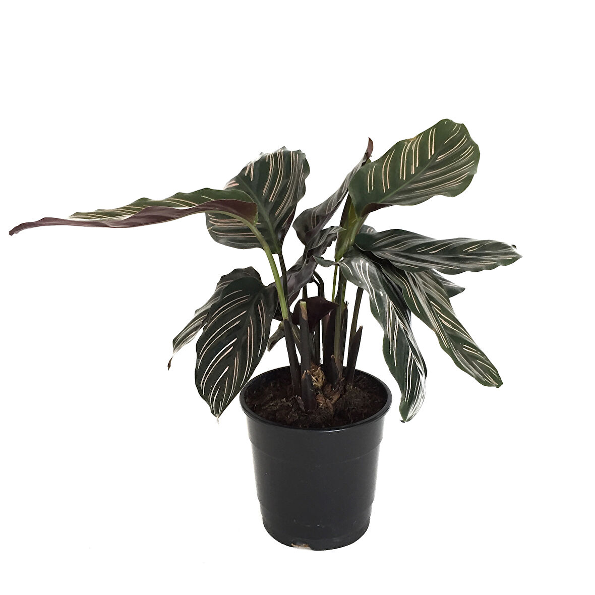 Calathea Ornata 'Sanderiana' (Dua Çiçeği)