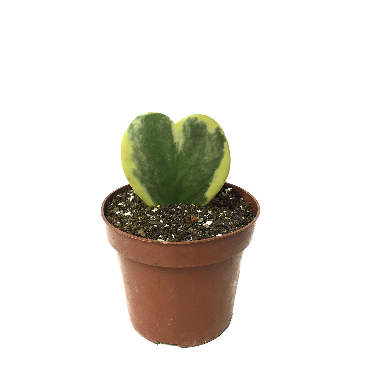 Hoya Kerrii 'Variegata' (Mum Çiçeği)