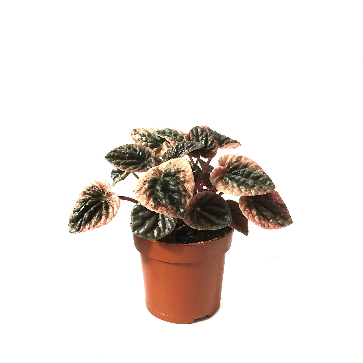Peperomia Caperata 'Pink Lady' (Zümrüt Dalgası Çiçeği)