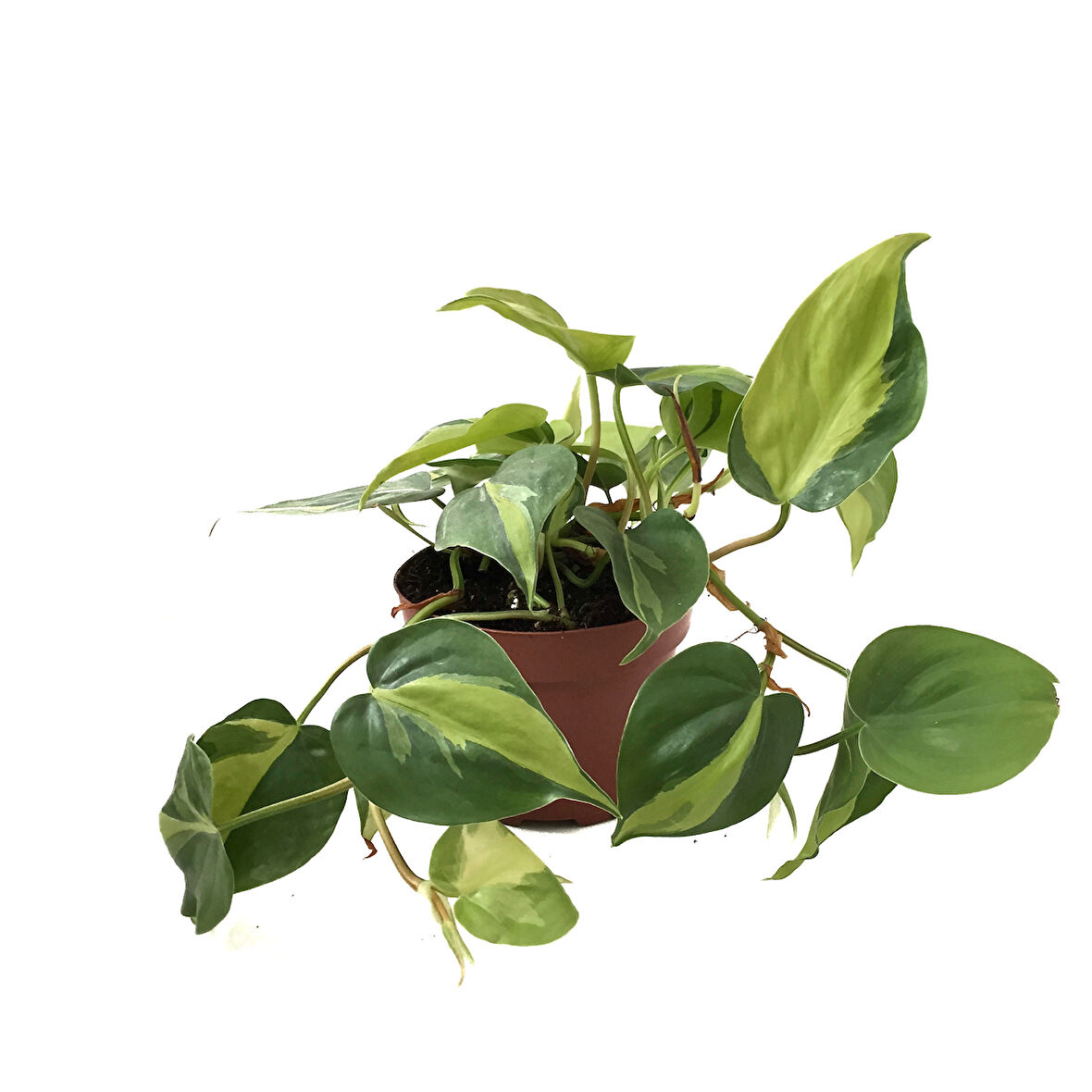 Philodendron Cordatum 'Brasil'