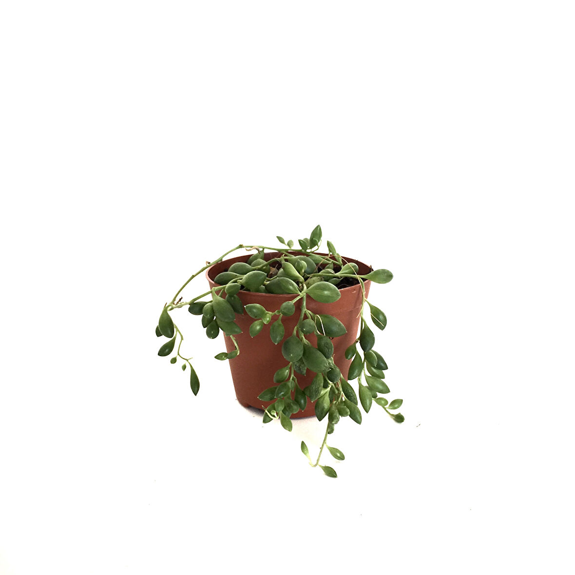 Senecio Rowleyanus (Tesbih Çiçeği)