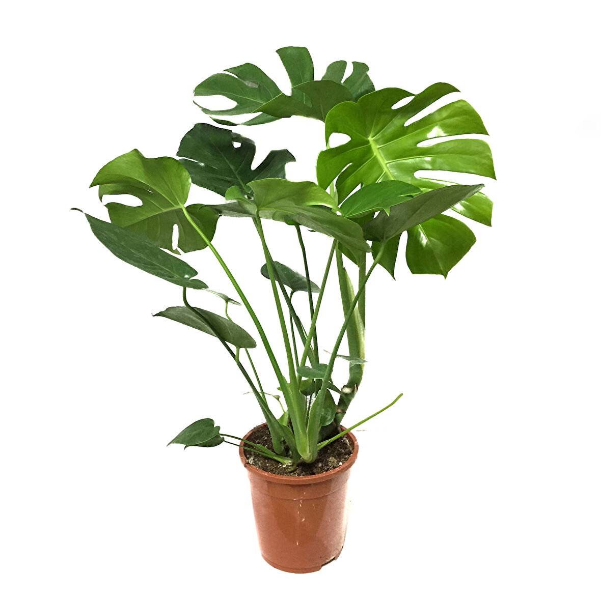 Monstera Deliciosa (Deve Tabanı)