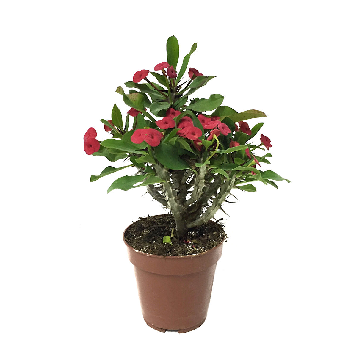 Euphorbia Milii 'Pink' (Dikenler Tacı Çiçeği)