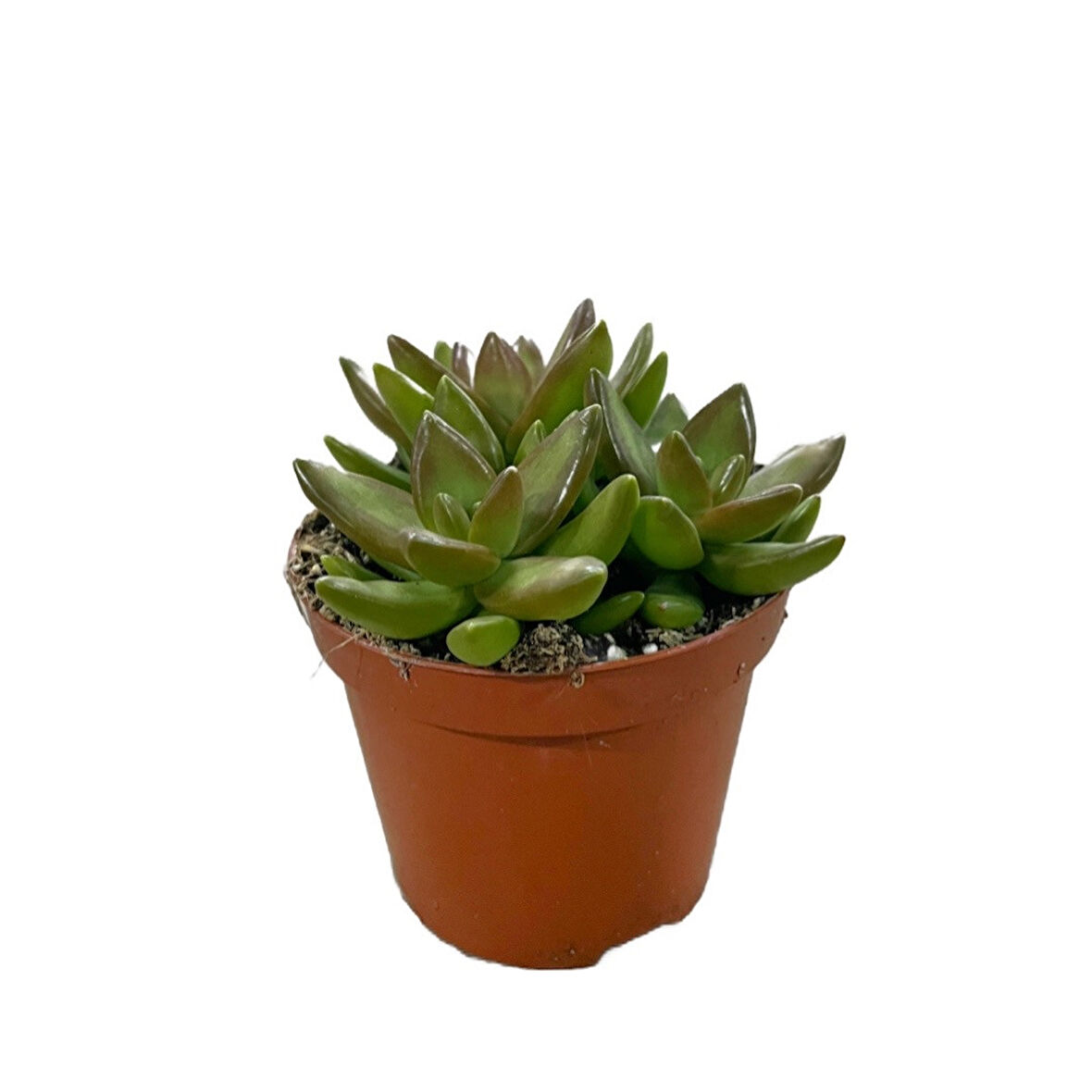 Sedum Adolphi (Sukulent)