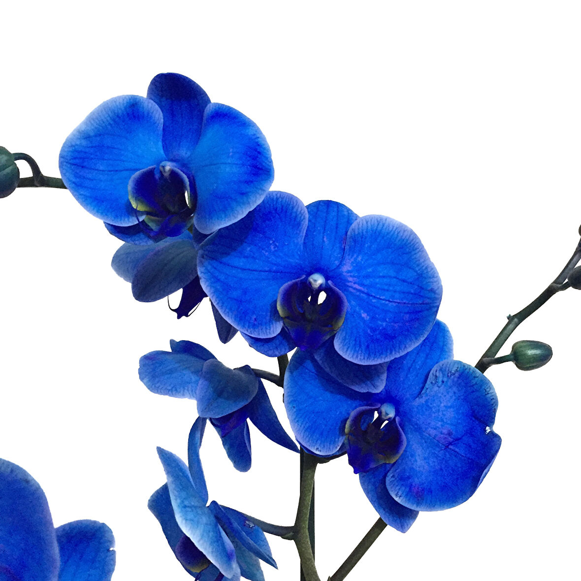 Phalaenopsis 'Blue' (Mavi Orkide)