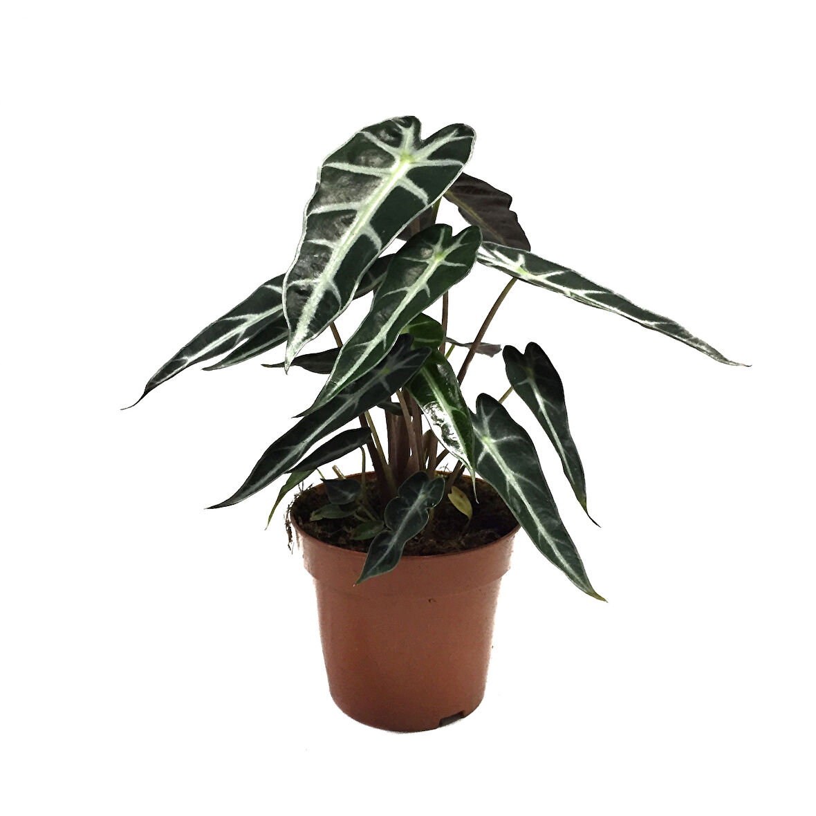 Alocasia Bambino (Fil Kulağı)