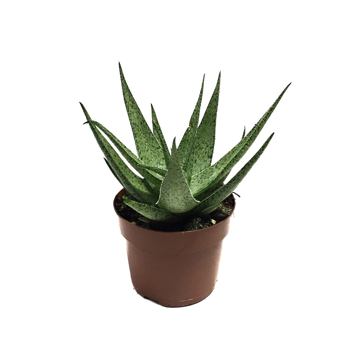 Aloe 'White Fox' (Kaktüs)