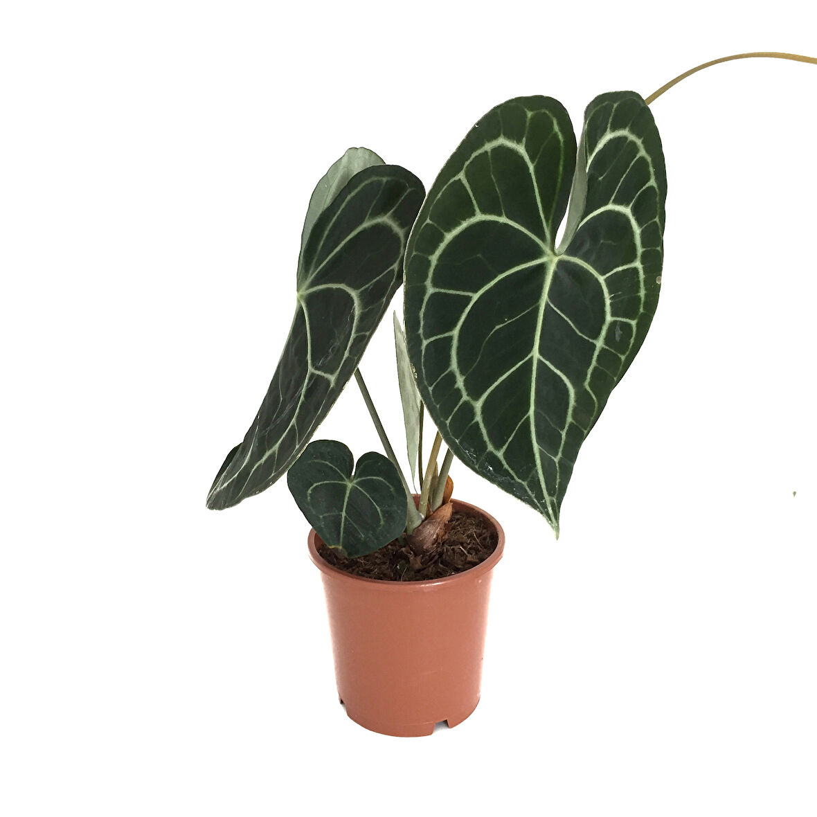 Anthurium Clarinervium