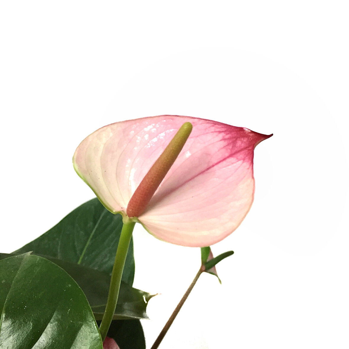 Anthurium 'Princess Amelia' (Flamingo Çiçeği)