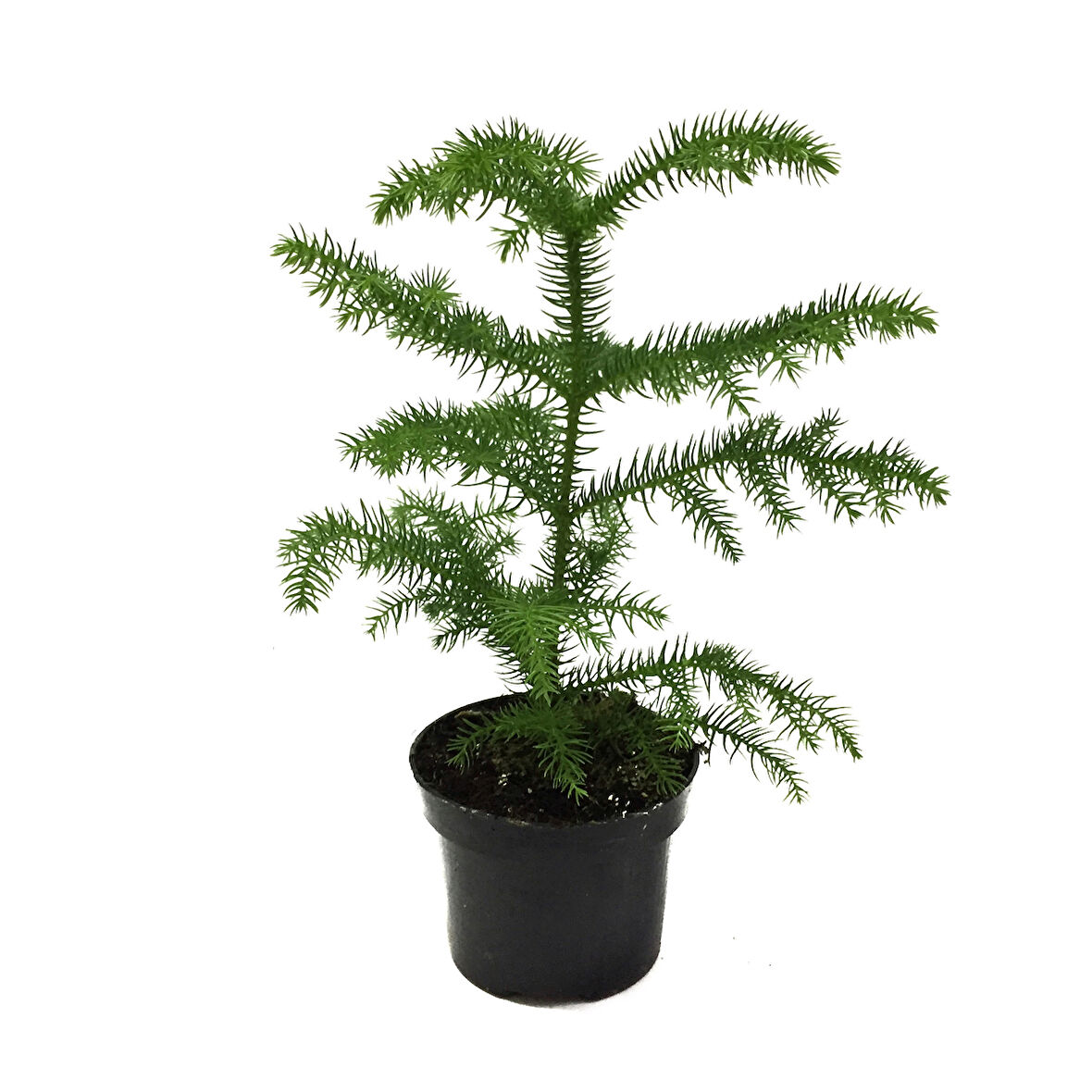 Araucaria Heterophylla (Salon Çamı)