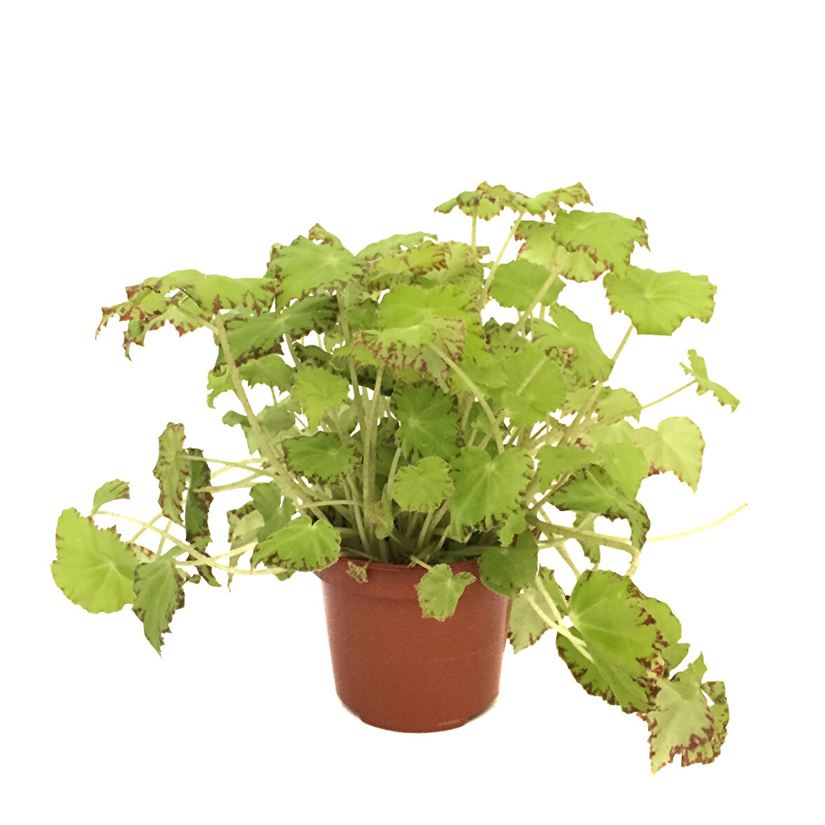 Begonia Rex 'Lima Love' (Begonya Çiçeği)