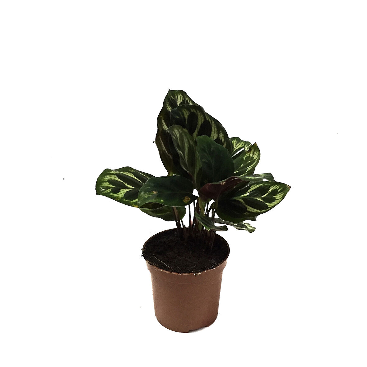 Calathea Makoyana (Dua Çiçeği)