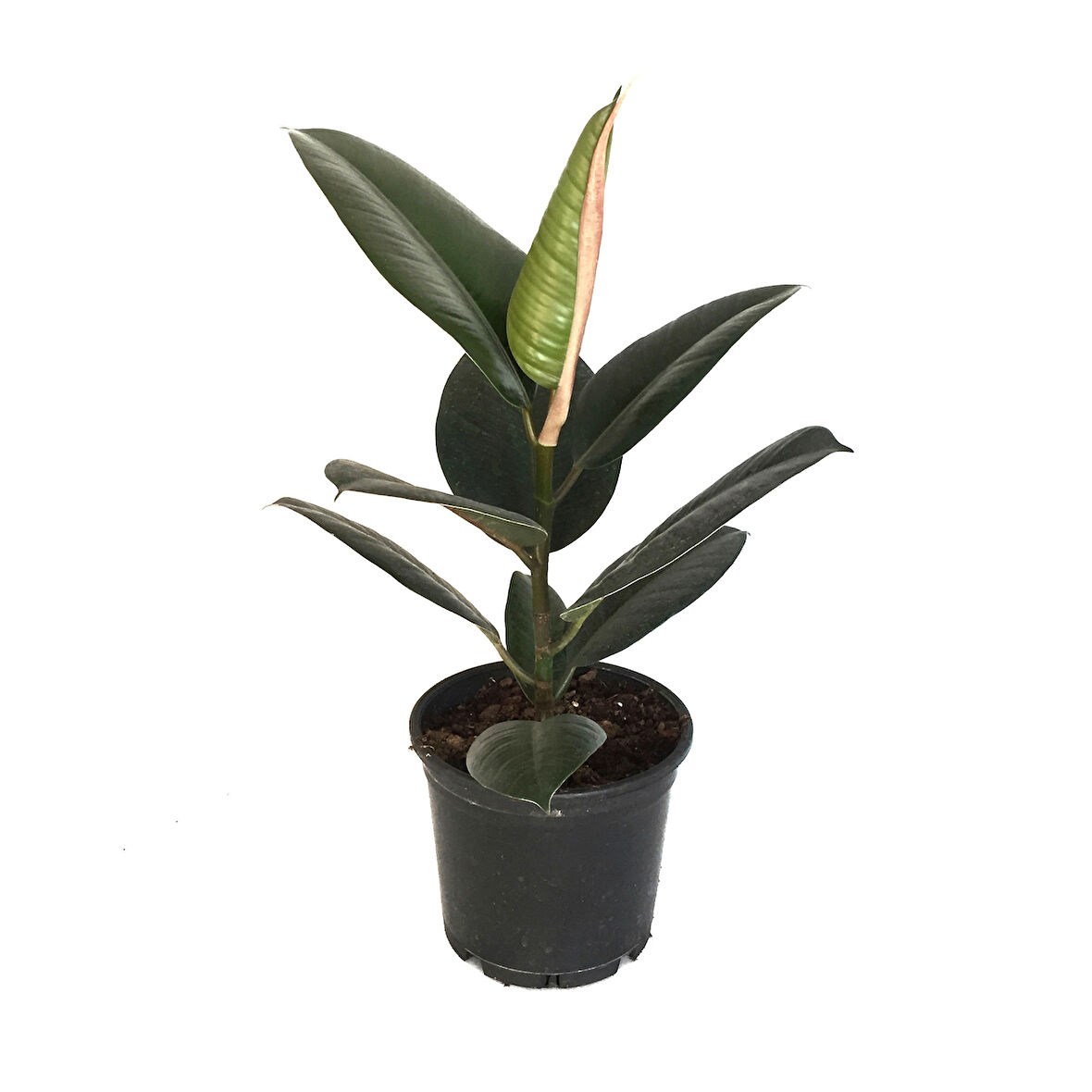 Ficus Elastica (Kauçuk Çiçeği)