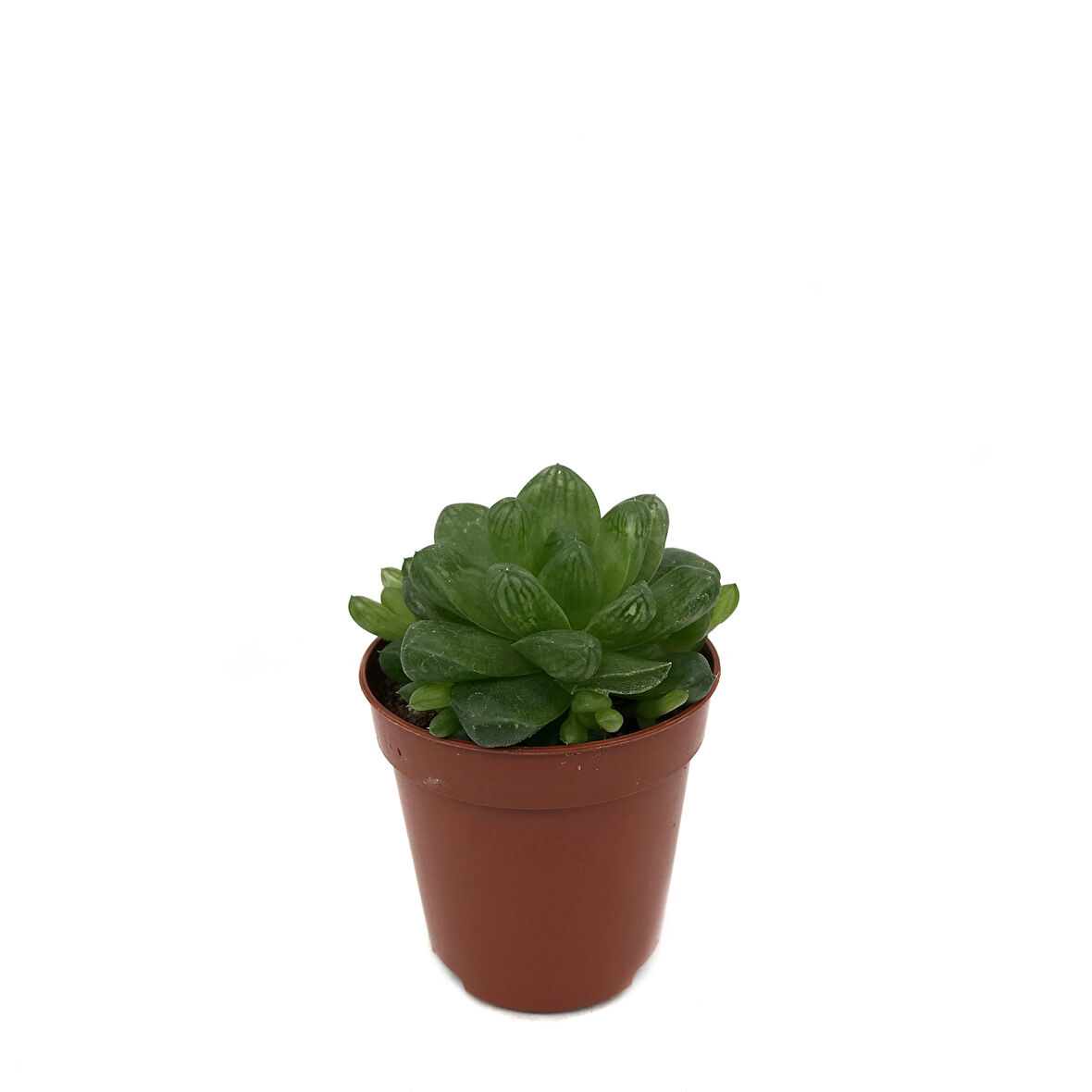 Haworthia Cymbiformis (Sukulent)