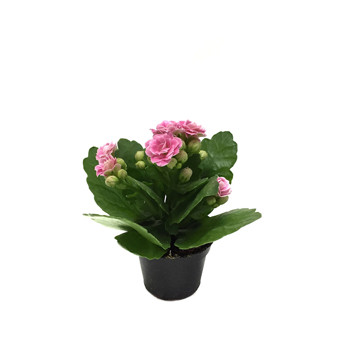 Kalanchoe Calandiva 'Pink' (Kalanşo Çiçeği)