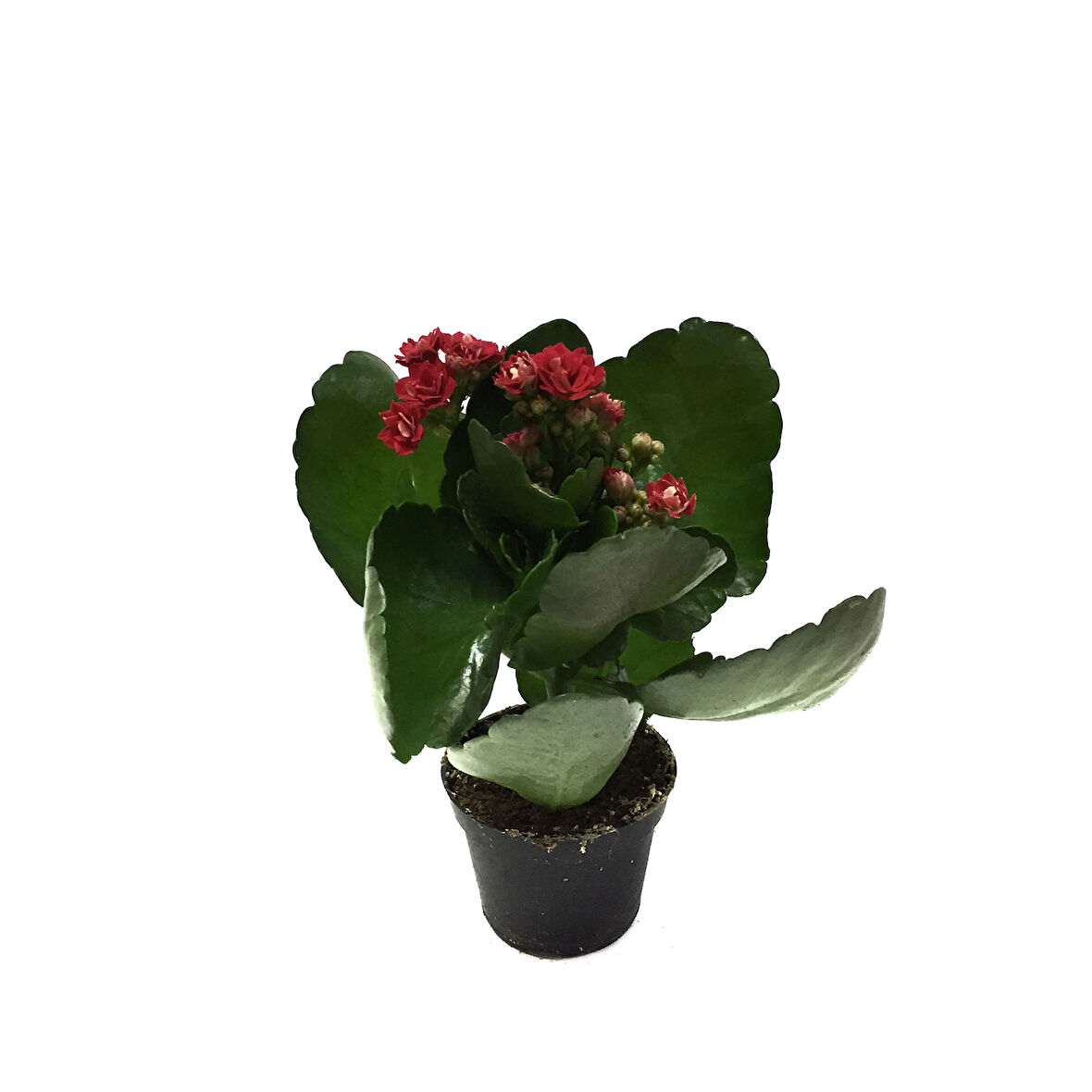 Kalanchoe Calandiva 'Red' (Kalanşo Çiçeği)