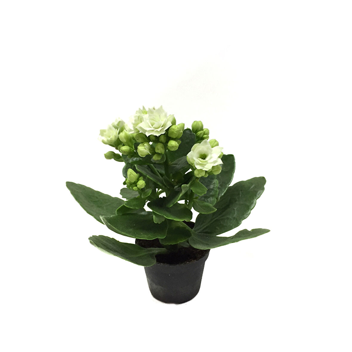 Kalanchoe Calandiva 'White' (Kalanşo Çiçeği)