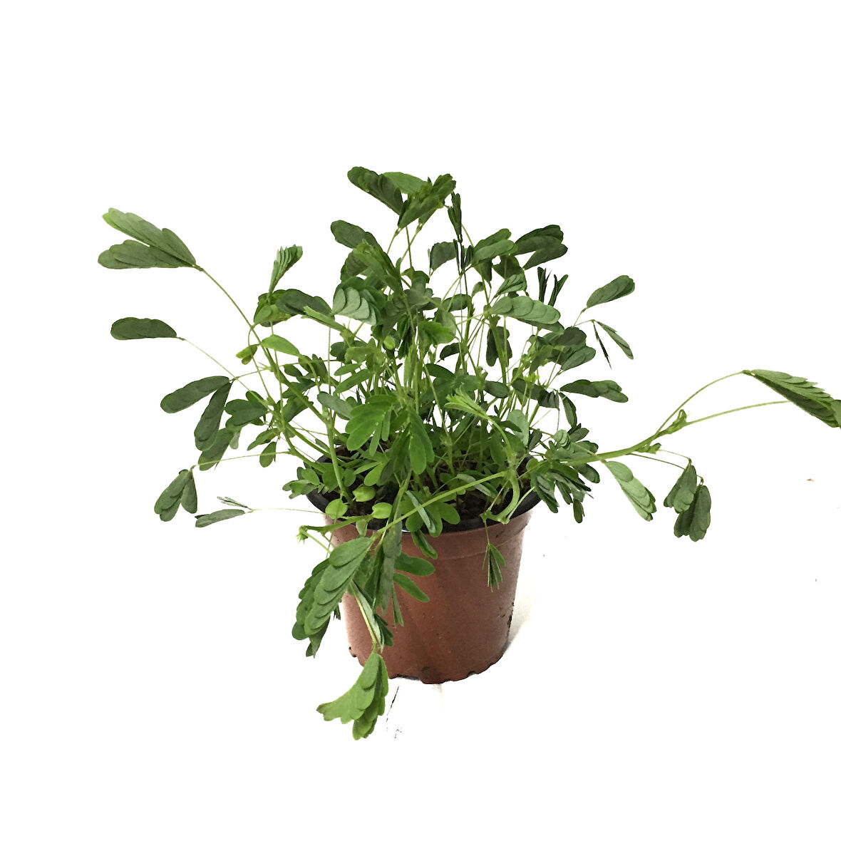 Mimosa Pudica (Küstüm Otu)