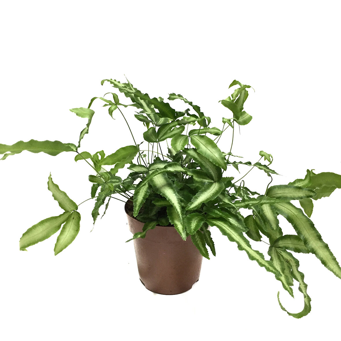 Pteris Cretica 'Albo' (Eğrelti Otu)