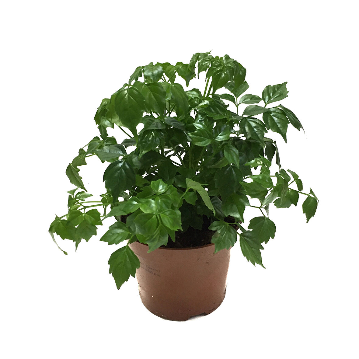 Radermachera Sinica (Çin Bebeği Bitkisi)