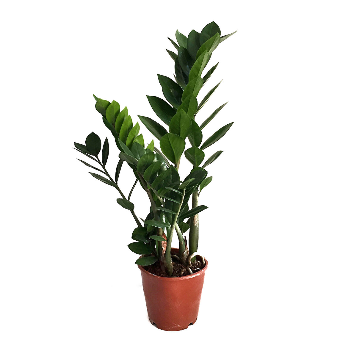 Zamia Zamioculcas (Zeze Çiçeği)