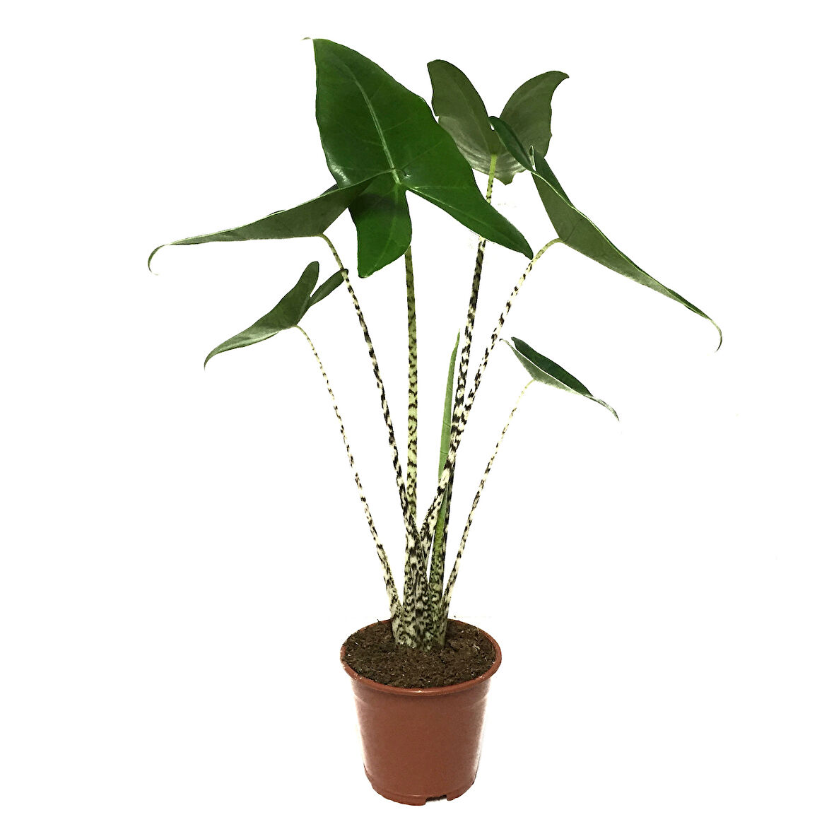 Alocasia Zebrina (Fil Kulağı)