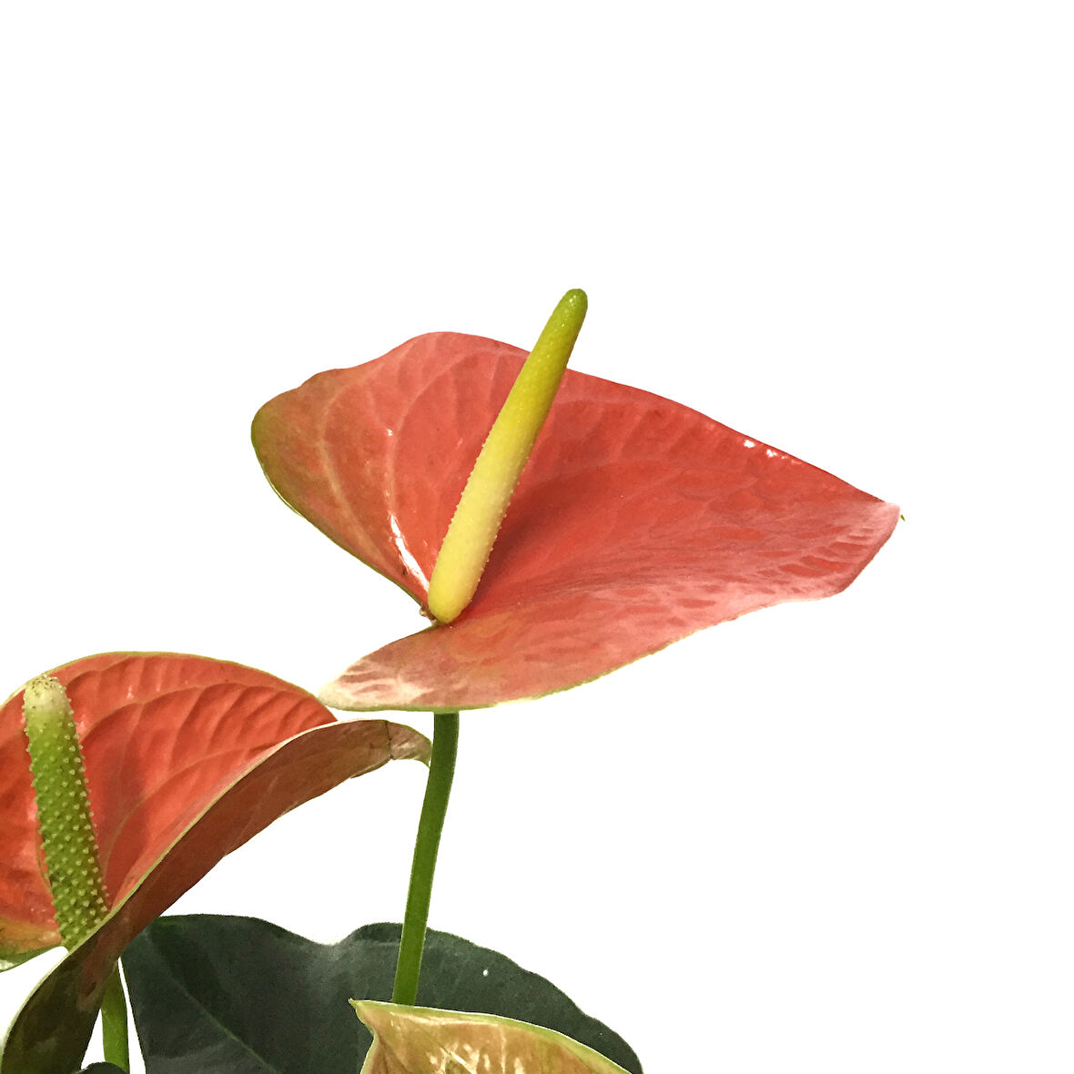 Anthurium Andreanum 'Orange' (Flamingo Çiçeği)