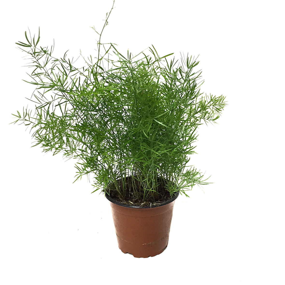 Asparagus Sprengeri (Kuşkonmaz Çiçeği)