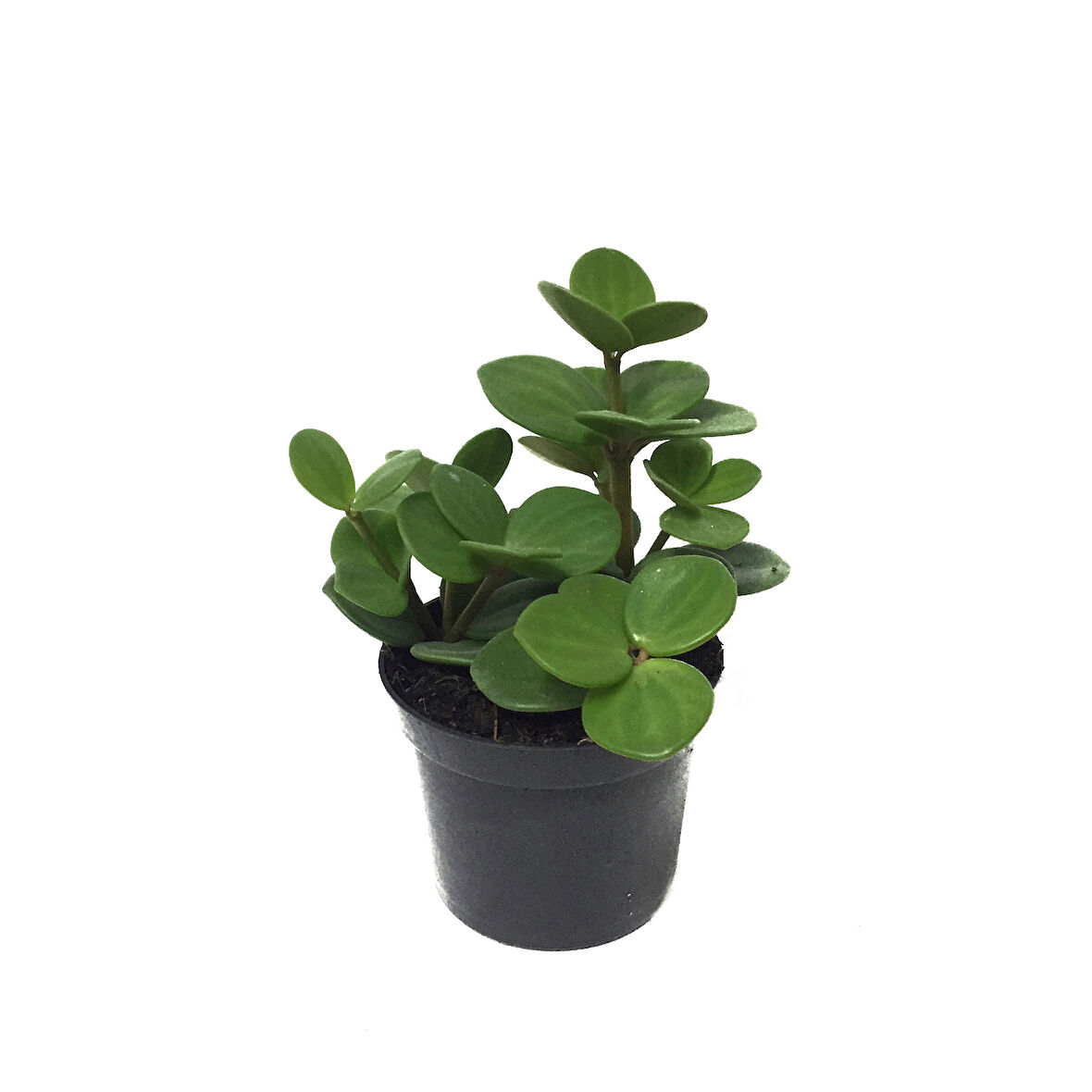 Peperomia Tetraphylla 'Hope' (Umut Sarmaşığı)