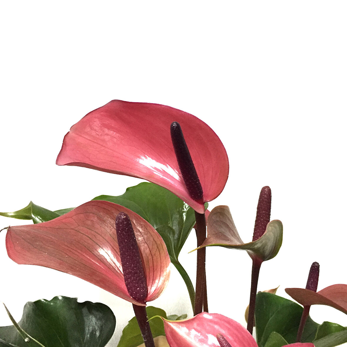 Anthurium Andraeanum 'Cherry' (Flamingo Çiçeği)