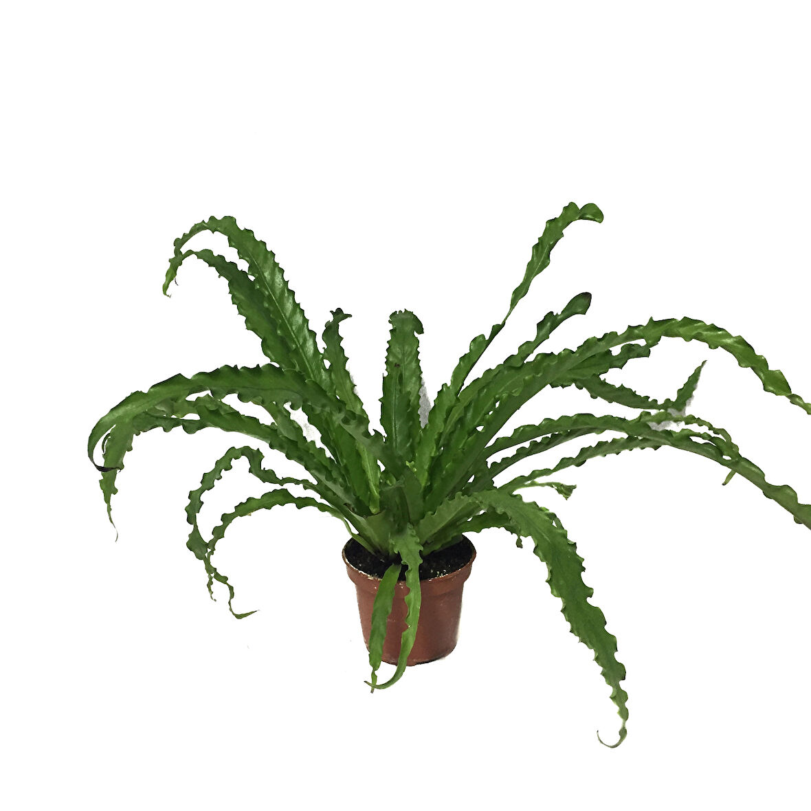 Asplenium Antiquum 'Osaka' (Eğrelti Otu)