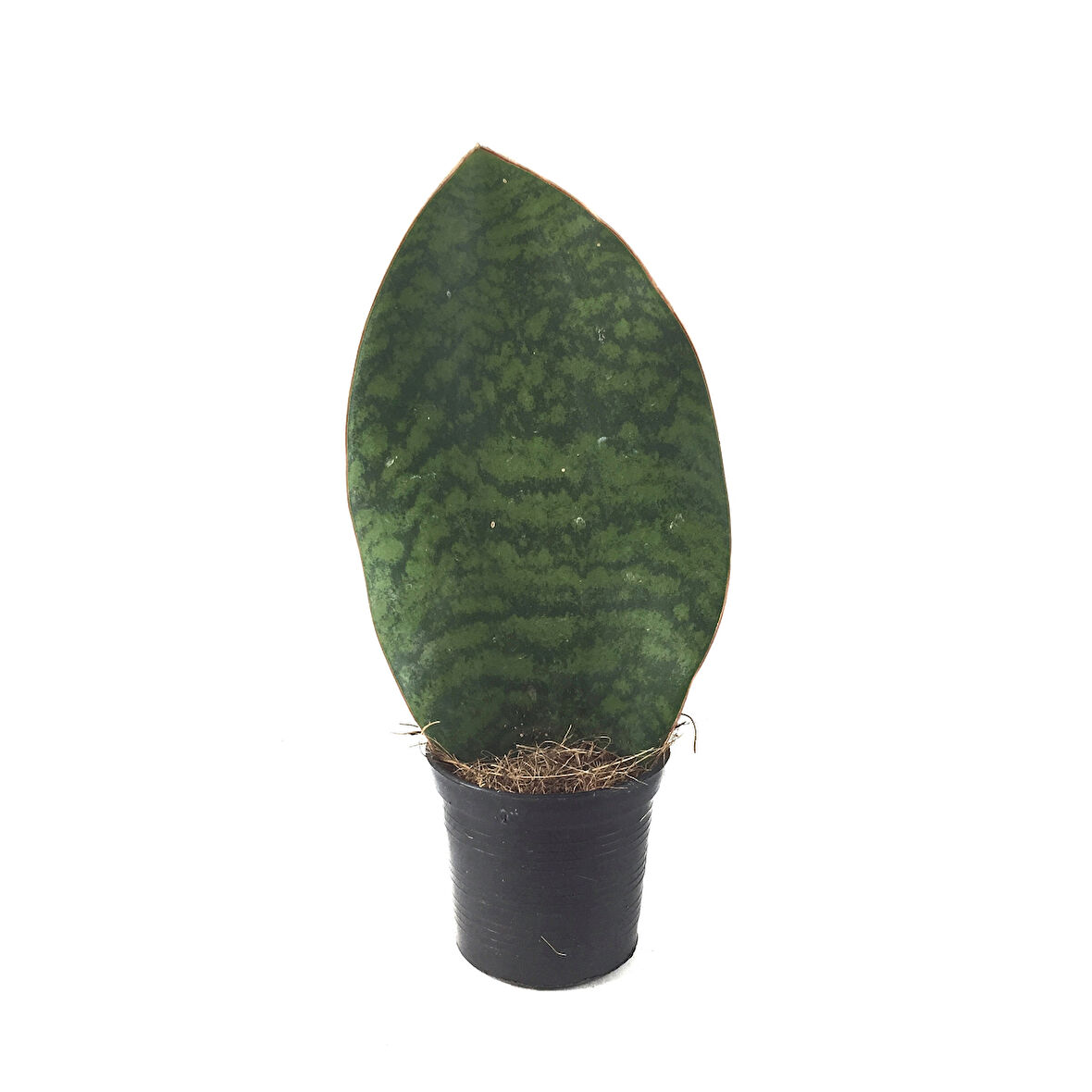 Sansevieria Masoniana 'Congo' (Paşa Kılıcı)
