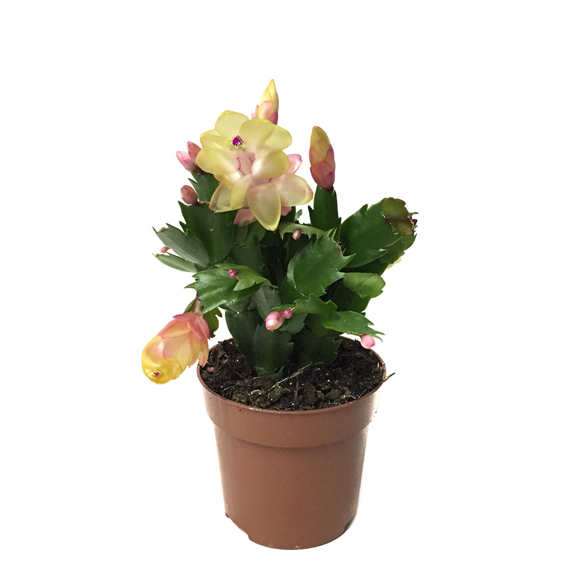Schlumbergera 'Yellow' (Yılbaşı Çiçeği)