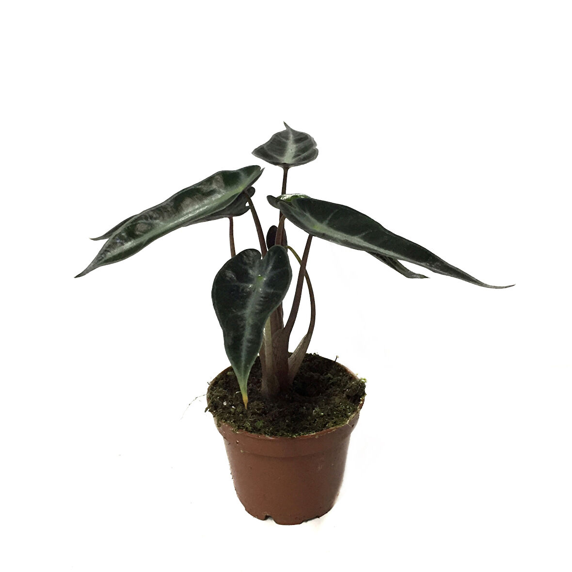 Alocasia Bambino (Fil Kulağı)