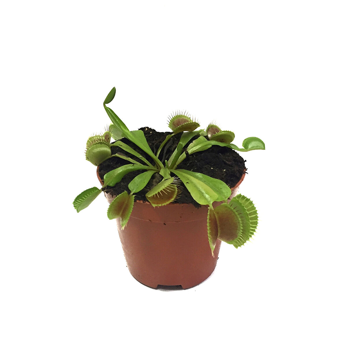 Dionaea Muscipula (Sinek Kapan)