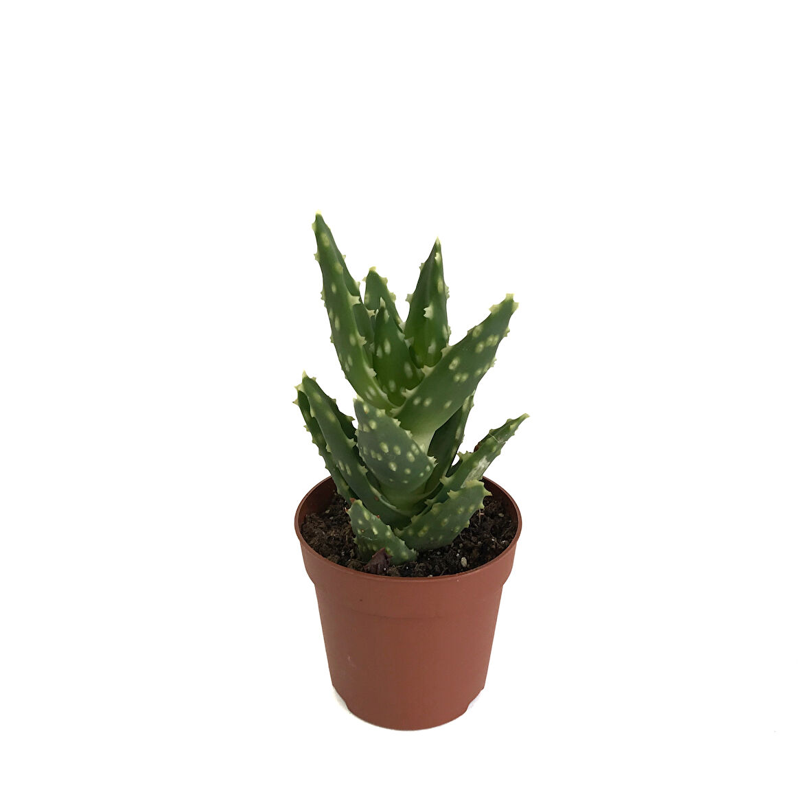 Aloe Mitriformis (Kaktüs)