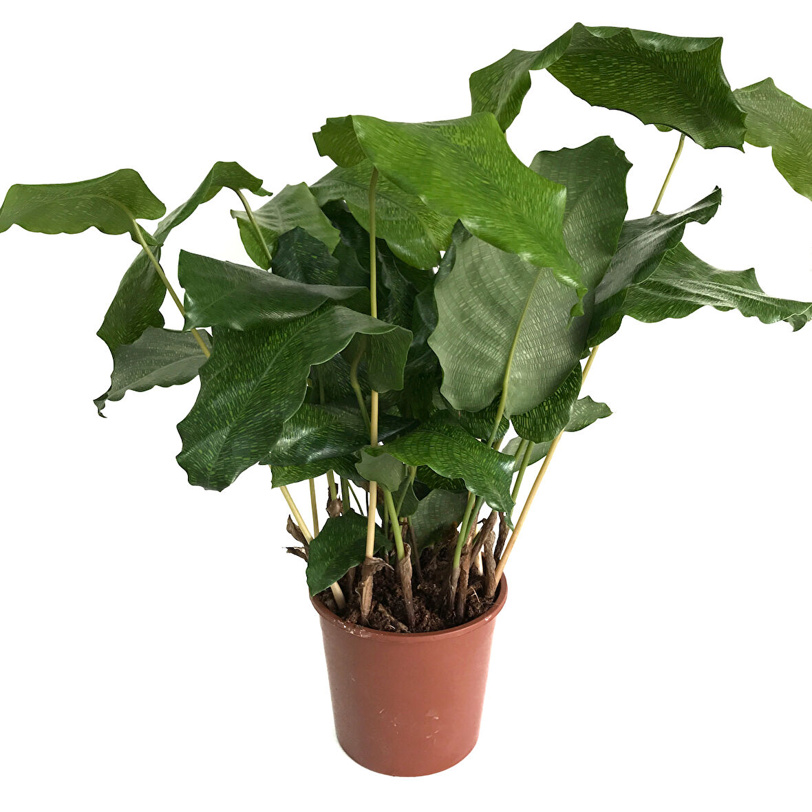 Calathea Musaica ‘Network’ (Dua Çiçeği)