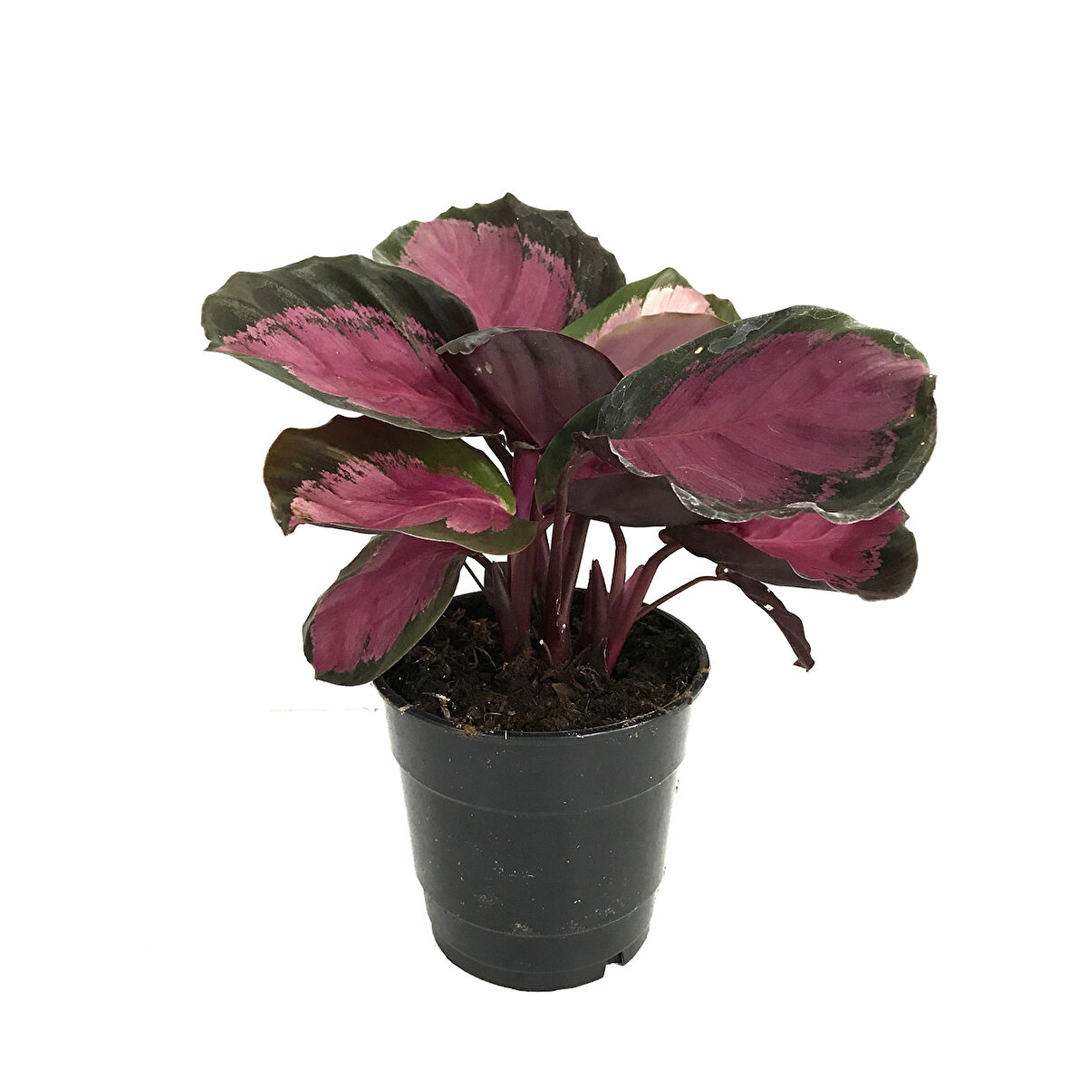 Calathea Picturata 'Crimson' (Dua Çiçeği)