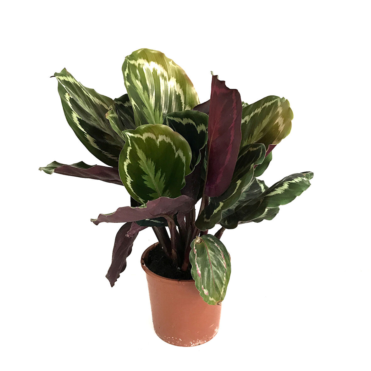Calathea Medallion (Dua Çiçeği)