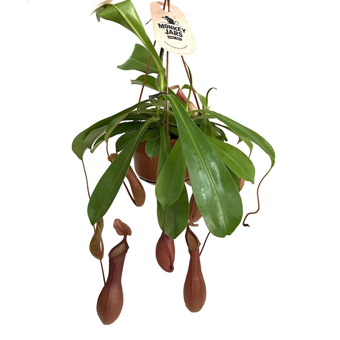 Nepenthes Alata (Su İbriği Bitkisi)
