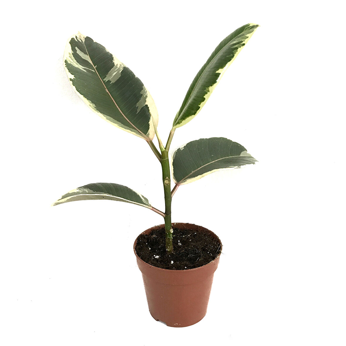 Ficus Elastica 'Tineke' (Kauçuk Çiçeği)