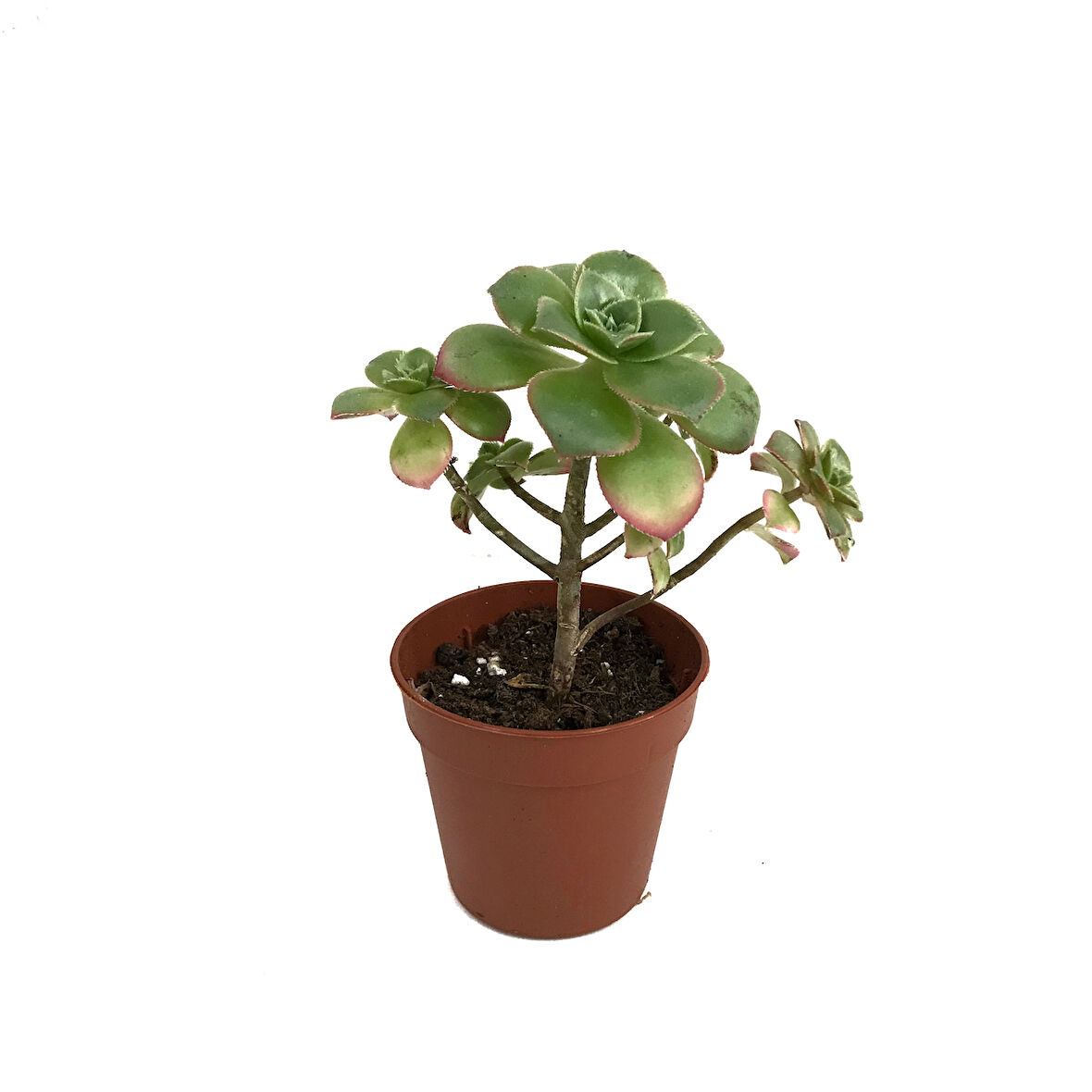 Aeonium Kiwi (Sukulent)