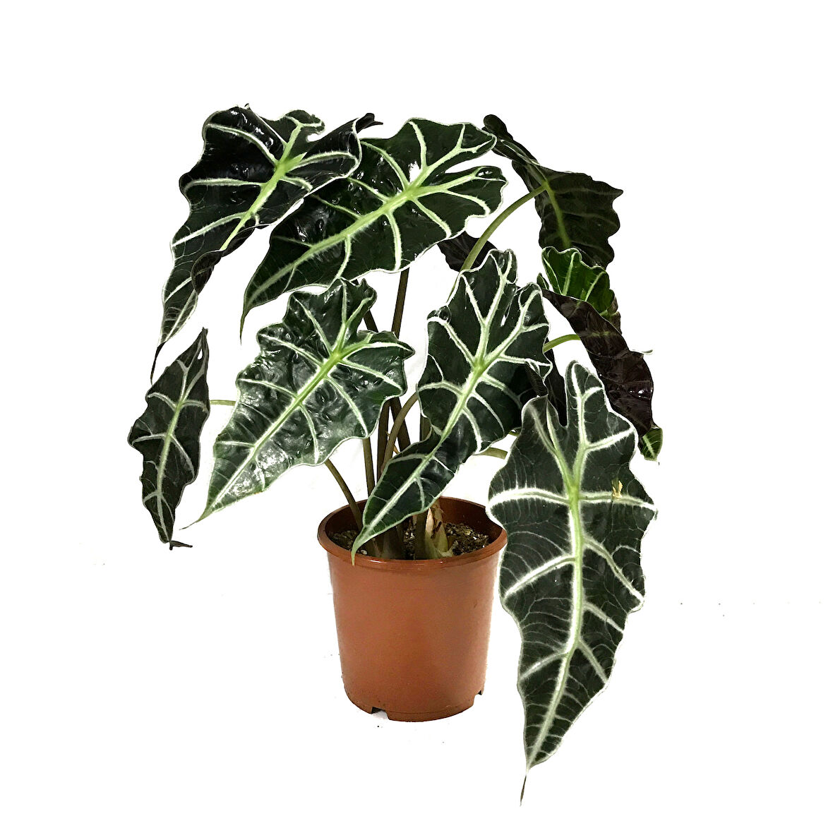 Alocasia Amazonica ‘Polly’ (Fil Kulağı)