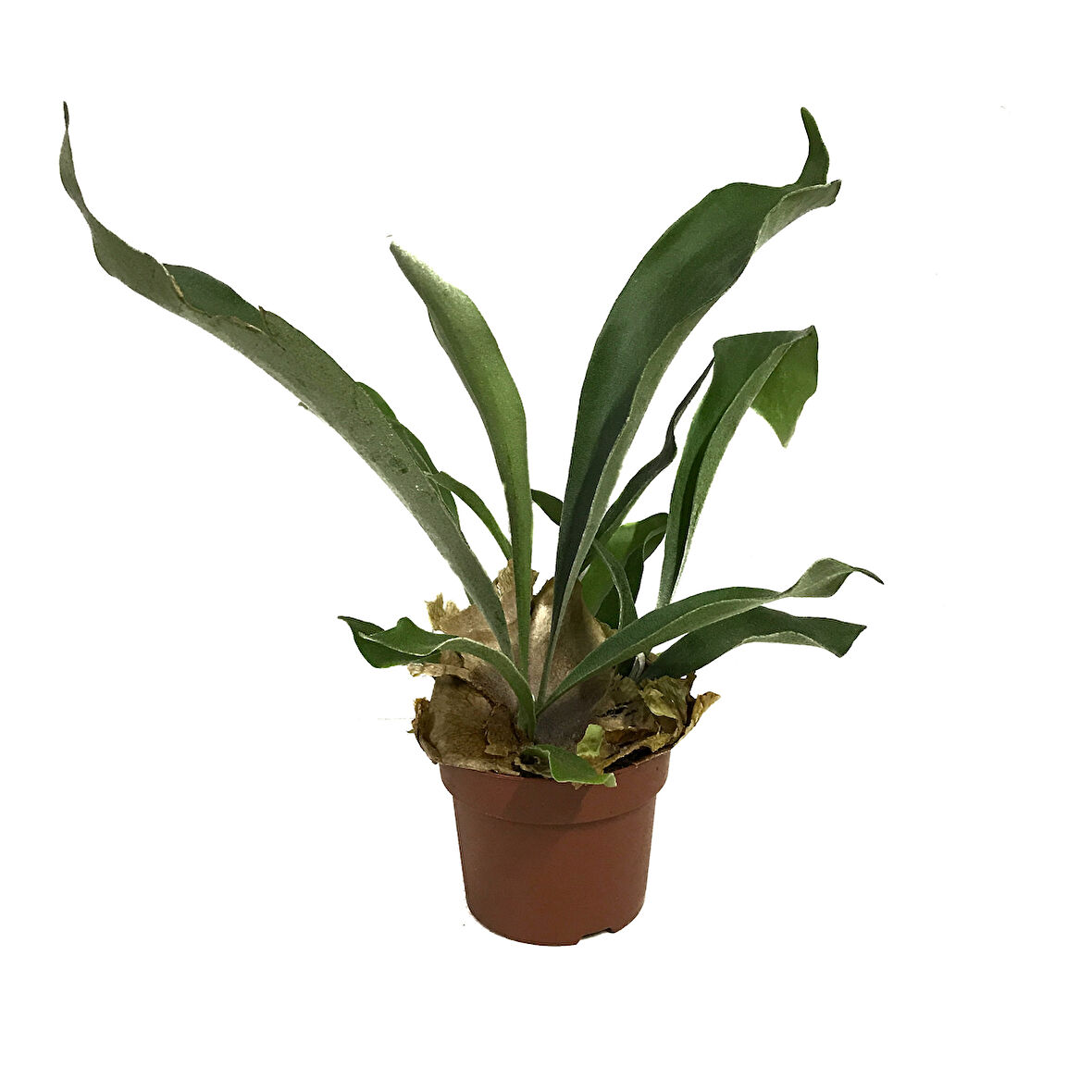 Platycerium Bifurcatum (Geyik Boynuzu)